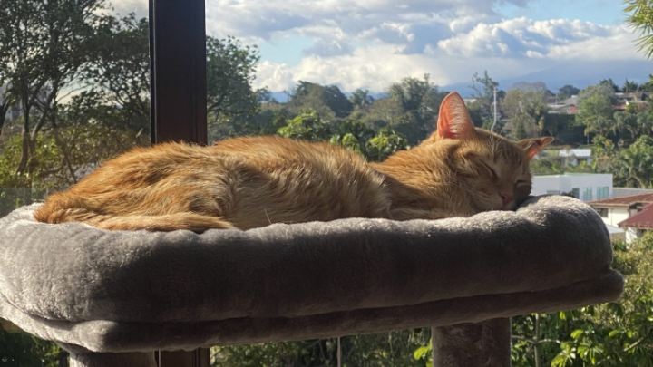 Кошка отдыхает на лежанке